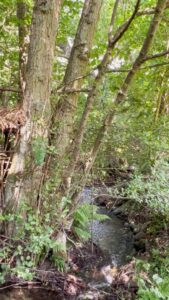 Krötenbach hinter dem Grundstück